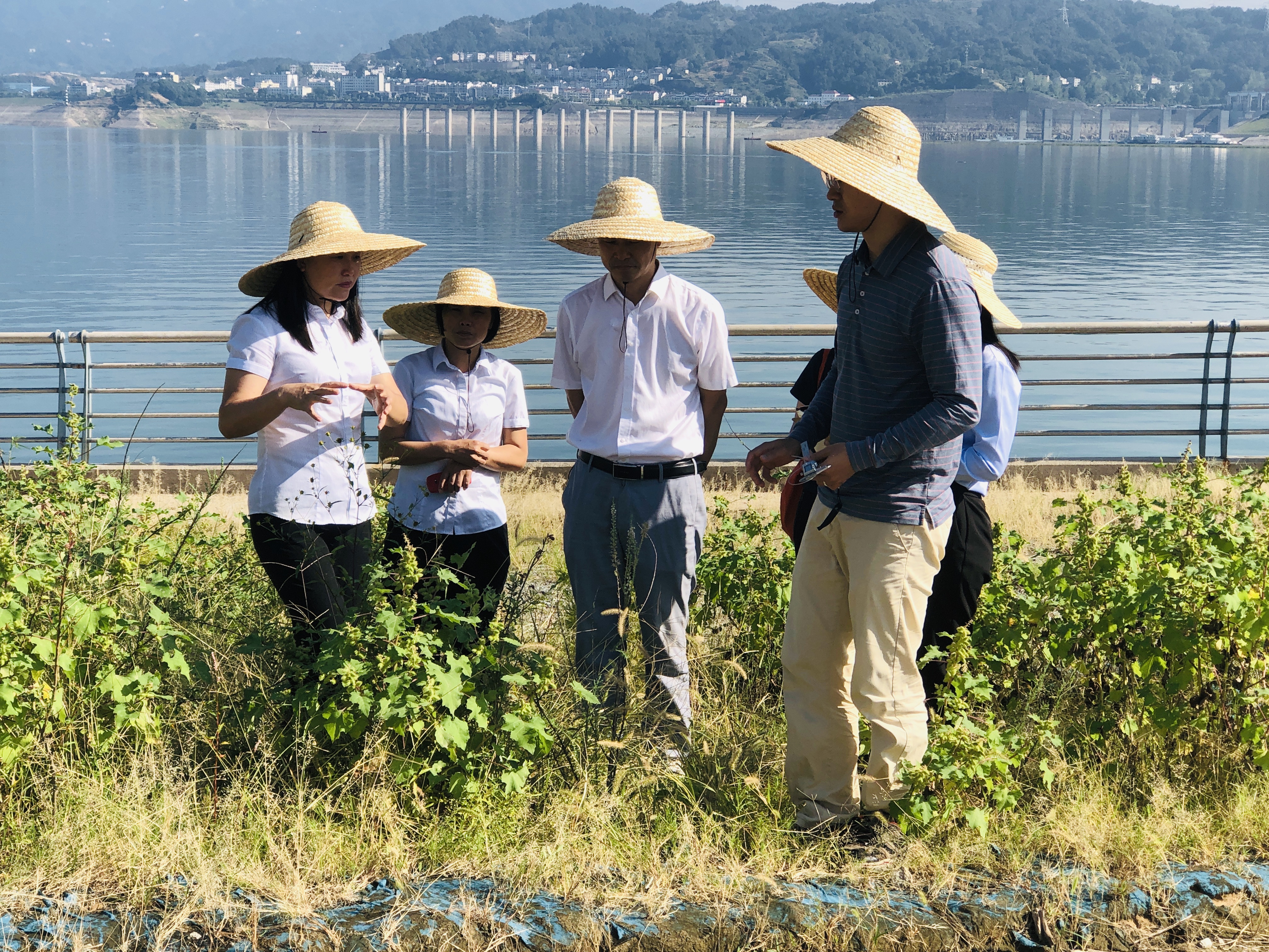 The ecological restoration of the drawdown area of the Three Gorges Dam helps the ecological restoration of the Yangtze River Basin