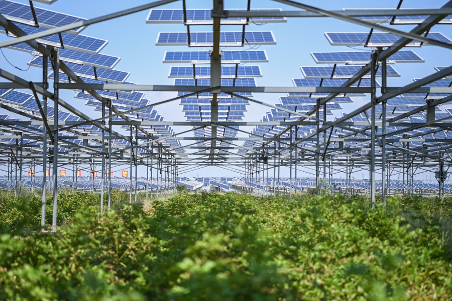 图5  禁漫
在库布齐沙漠腹地绘就沙漠生态治理与综合能源高效利用新画卷